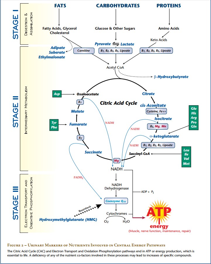 citric-acid-cycle.jpg